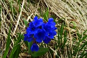 80 Pulmonaria australis